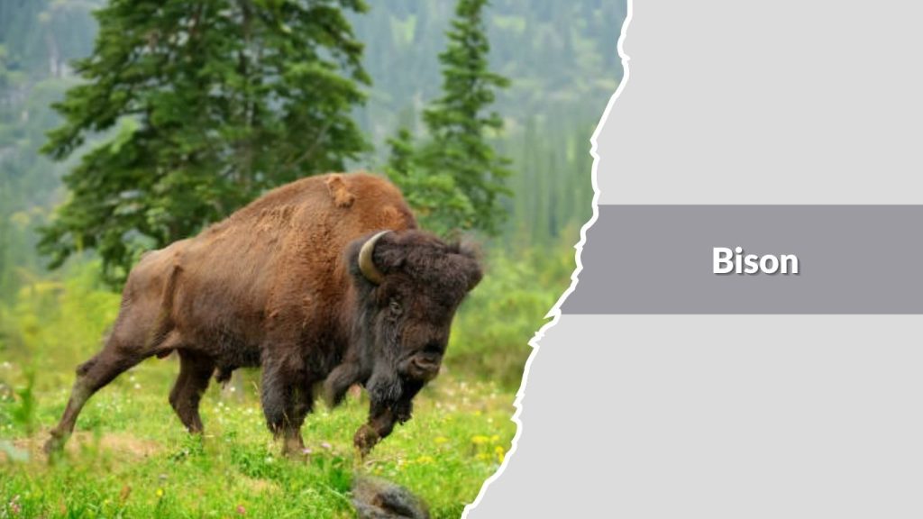 Bison
