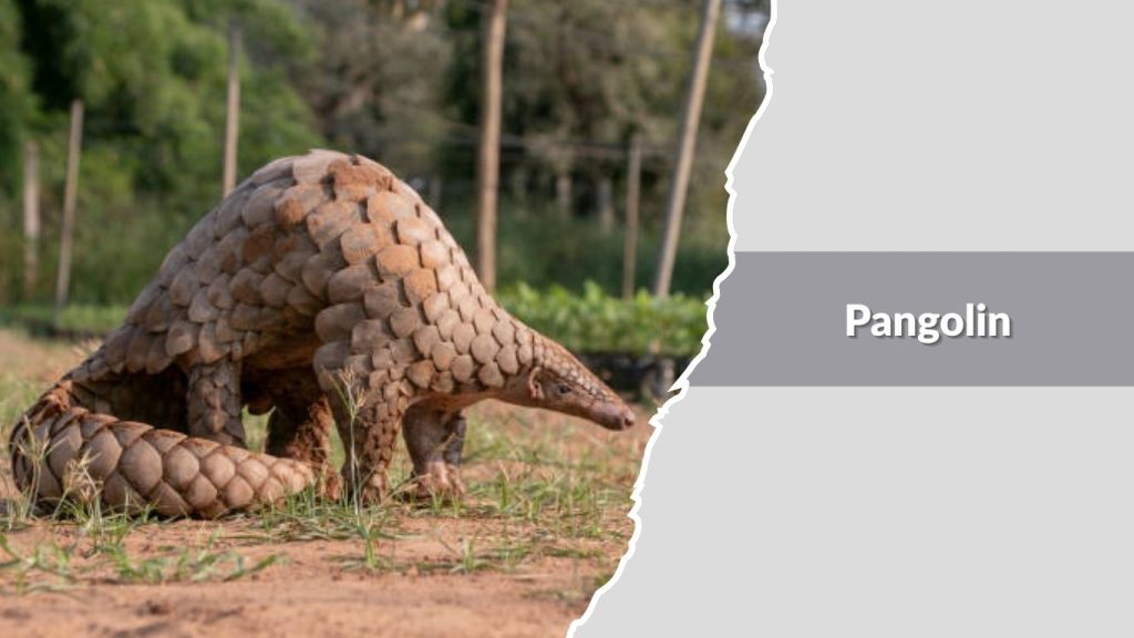 Pangolin