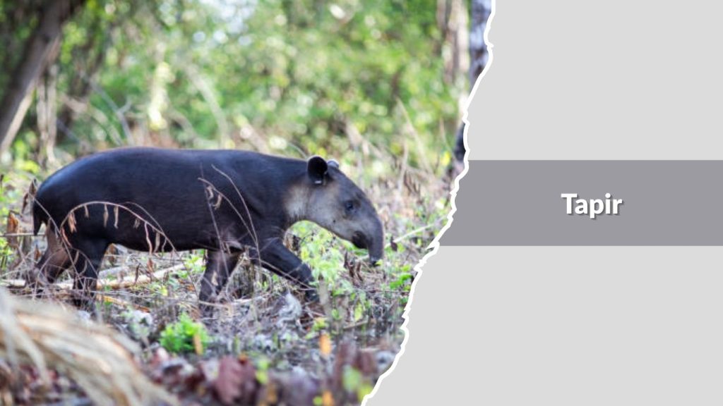 Tapir