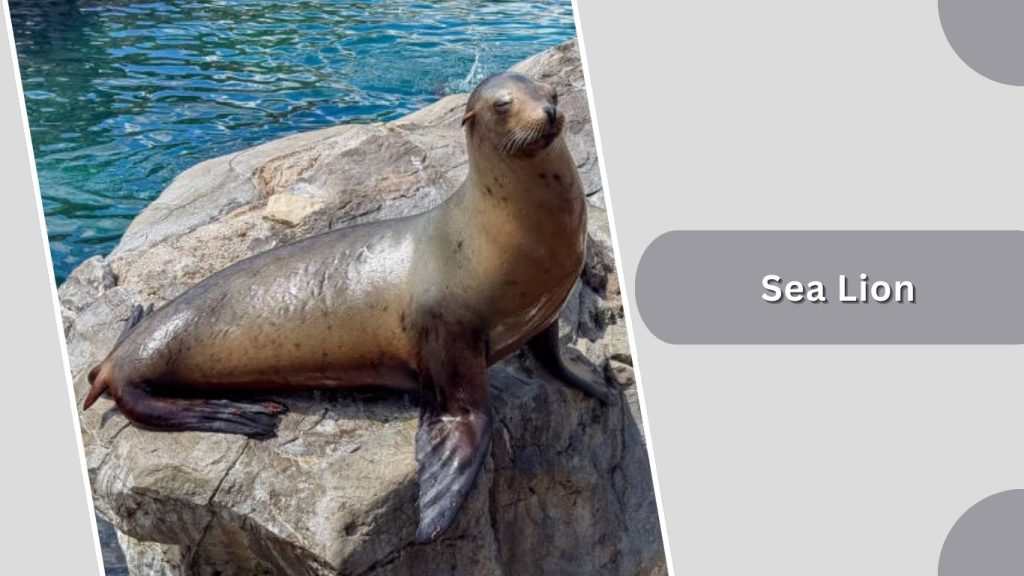 Sea Lion