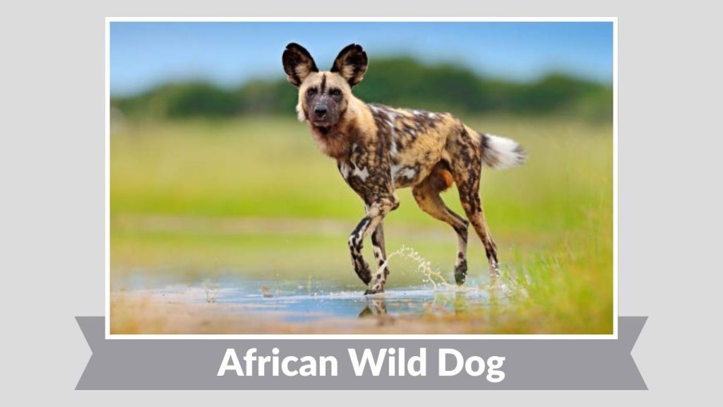 African Wild Dog