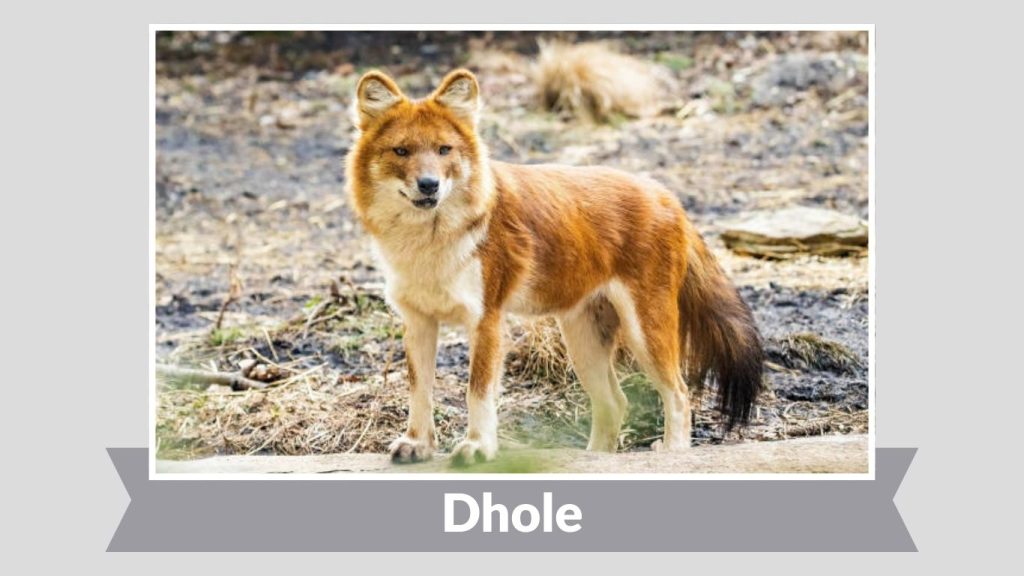 Dhole