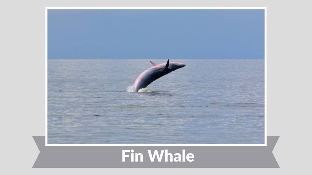 Fin Whale
