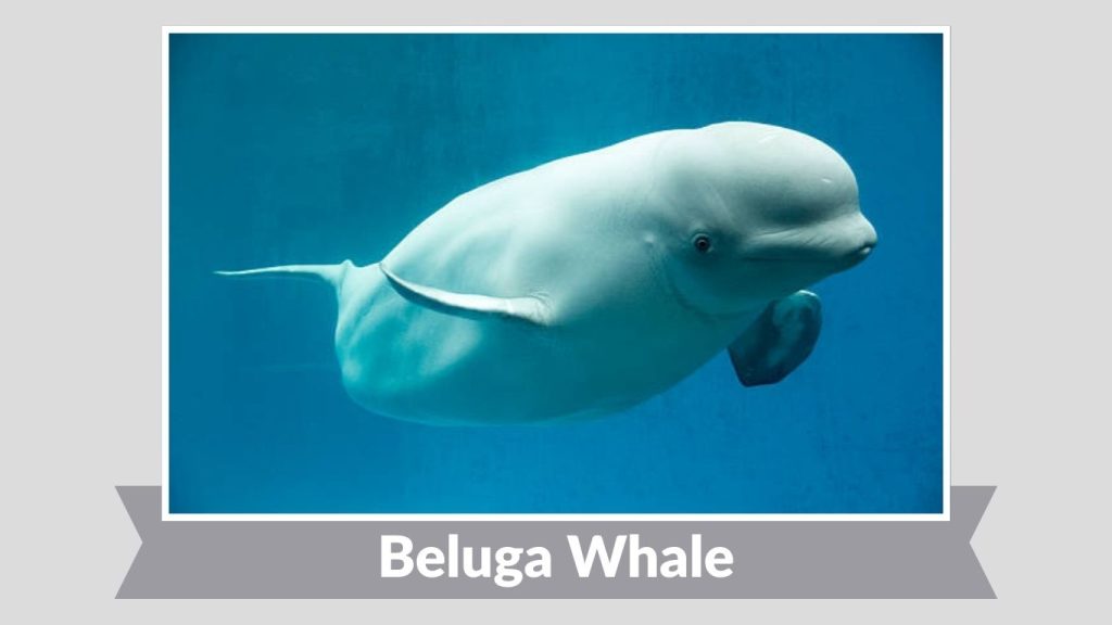 Beluga Whale