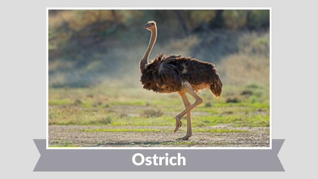 Ostrich