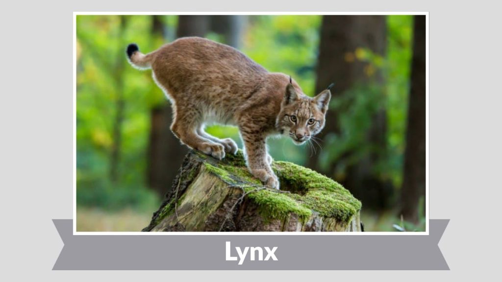 Lynx