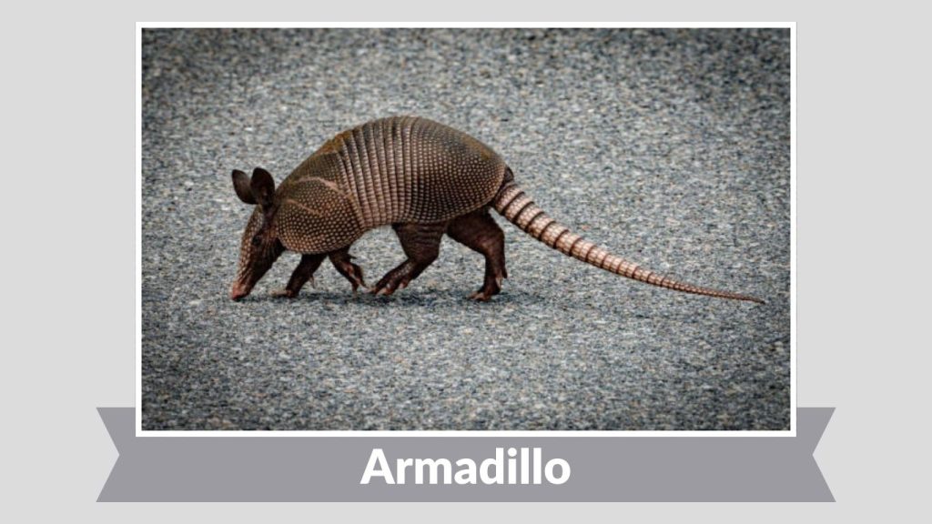Armadillo