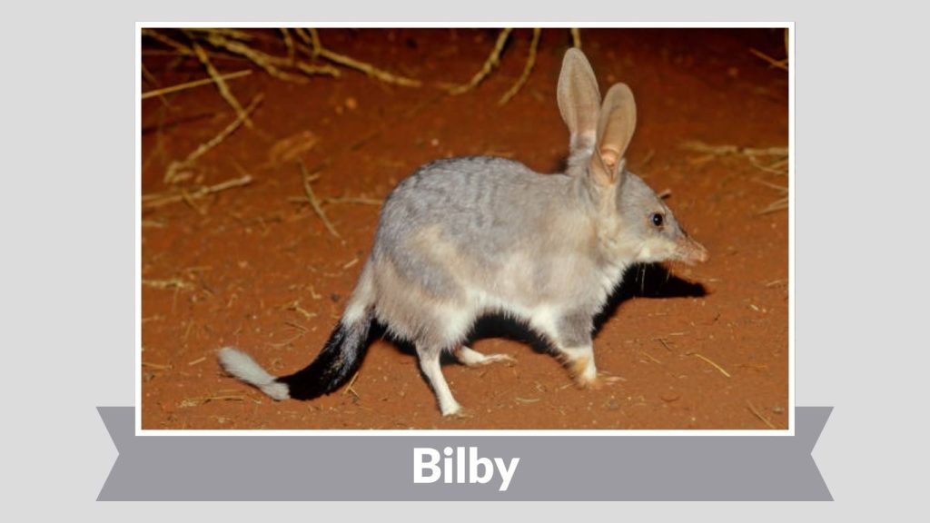  Bilby