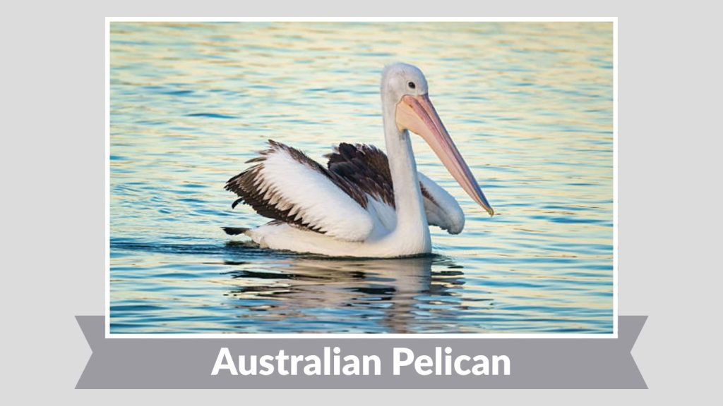Australian Pelican