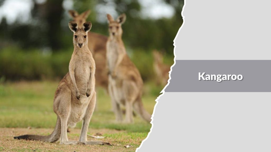 Kangaroo