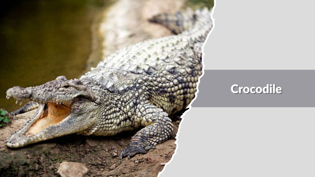 Crocodile