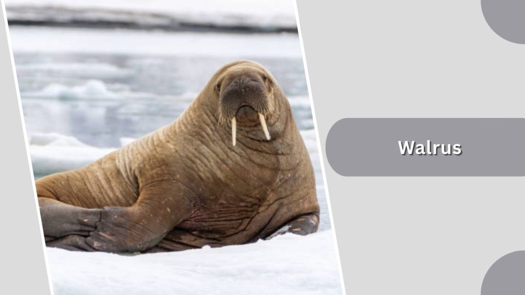  Walrus