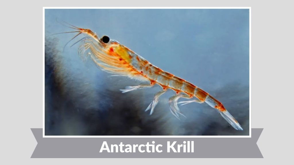Antarctic Krill