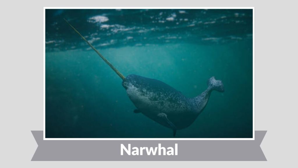 Narwhal