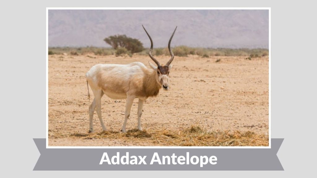 Addax Antelope