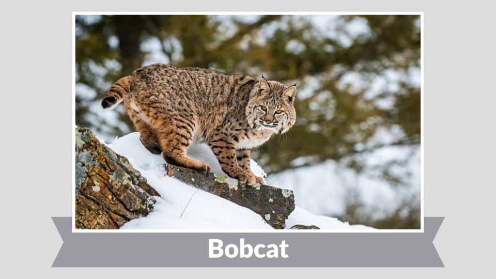 Bobcat