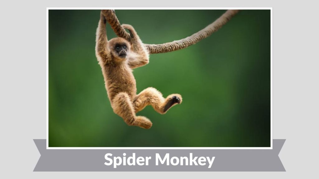 Spider Monkey