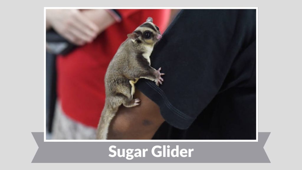 Sugar Glider