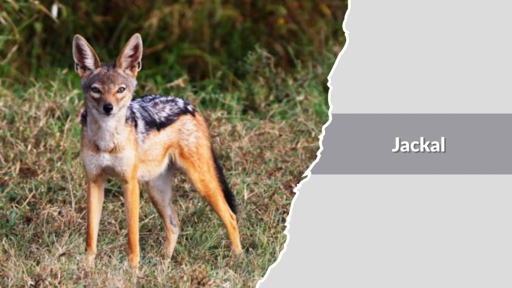 Jackal