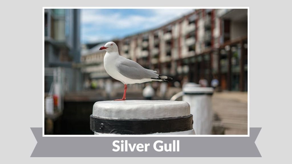 Silver Gull
