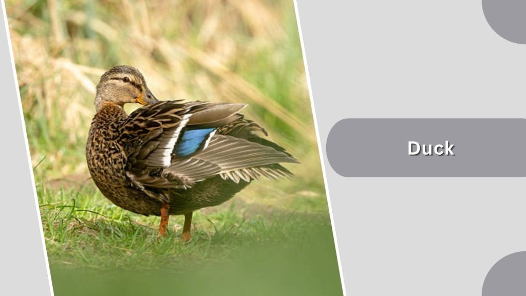 Duck