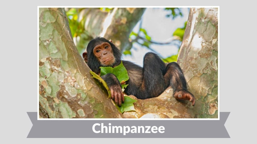 Chimpanzee