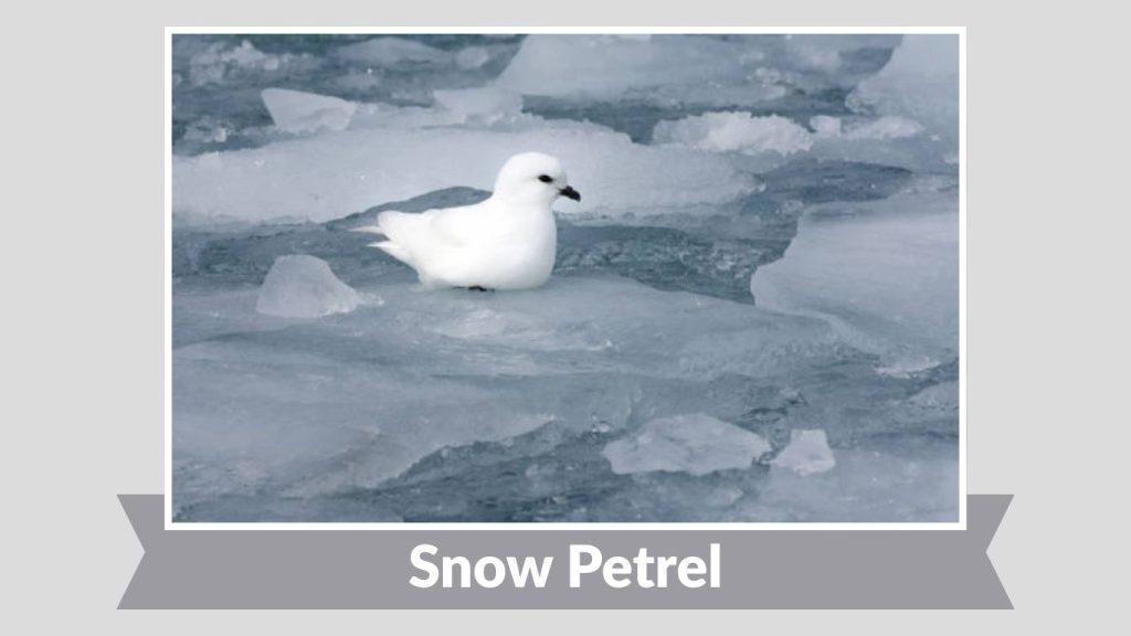 Snow Petrel