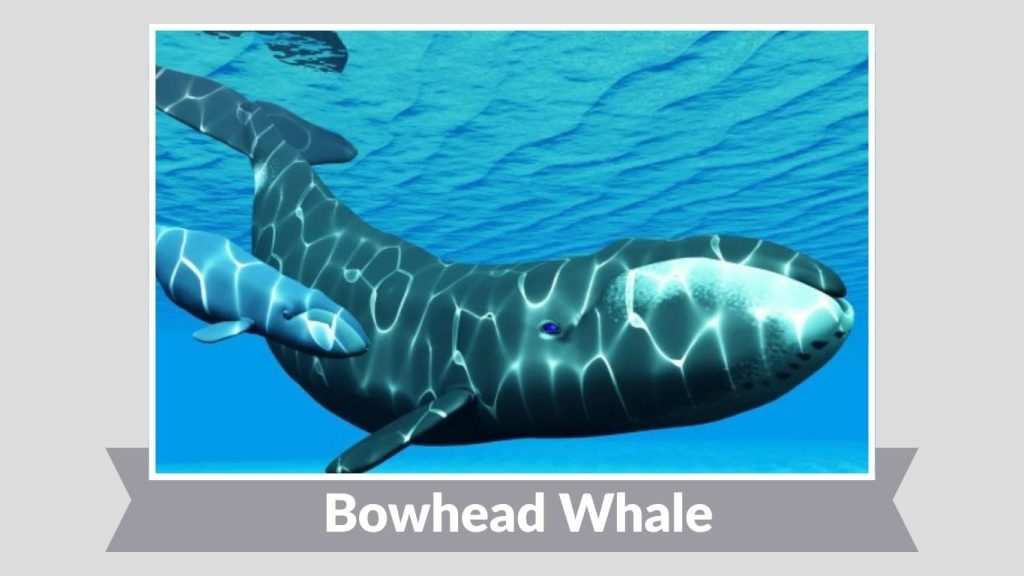 Bowhead Whale