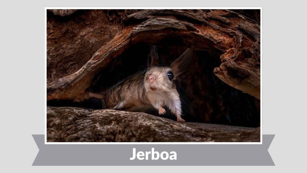 Jerboa