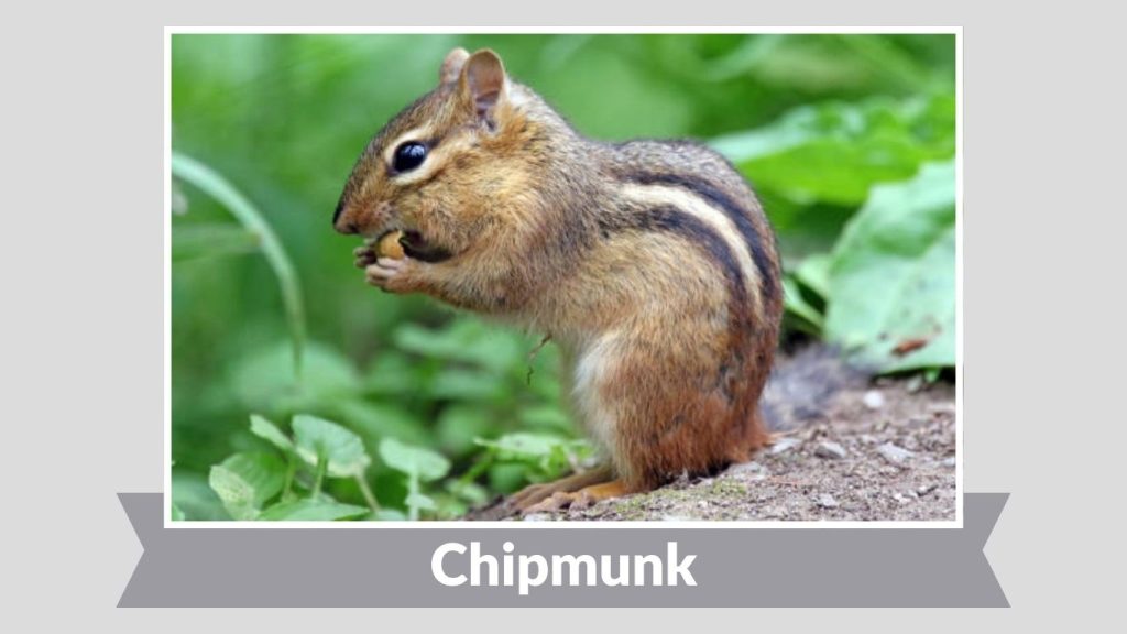 Chipmunk
