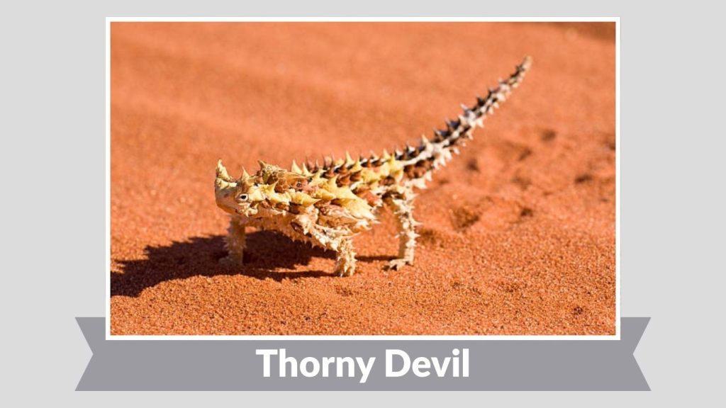 Thorny Devil