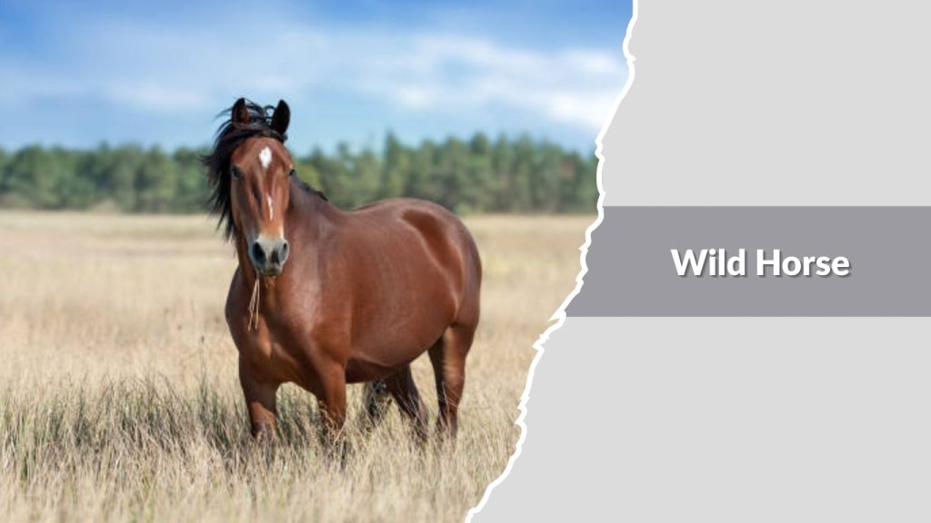 Wild Horse
