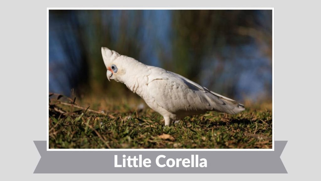  Little Corella
