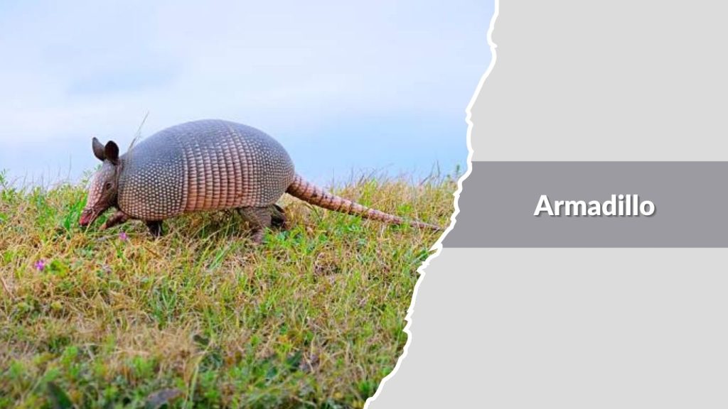 Armadillo