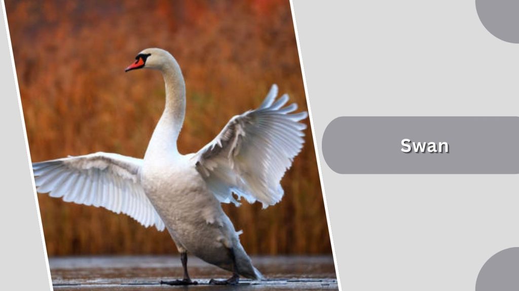 Swan