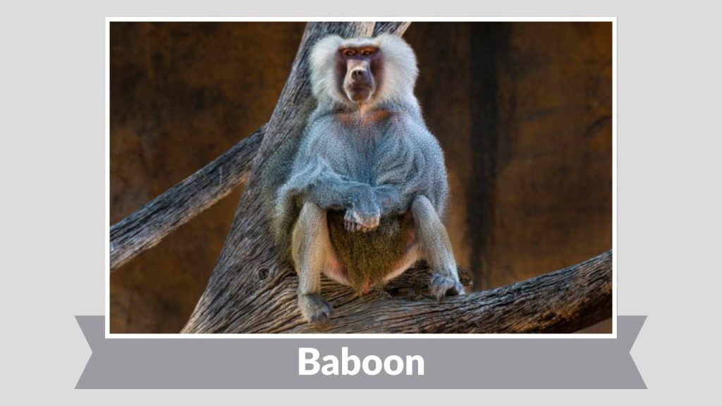 Baboon