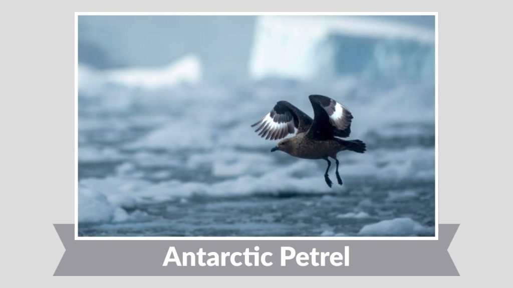 Antarctic Petrel