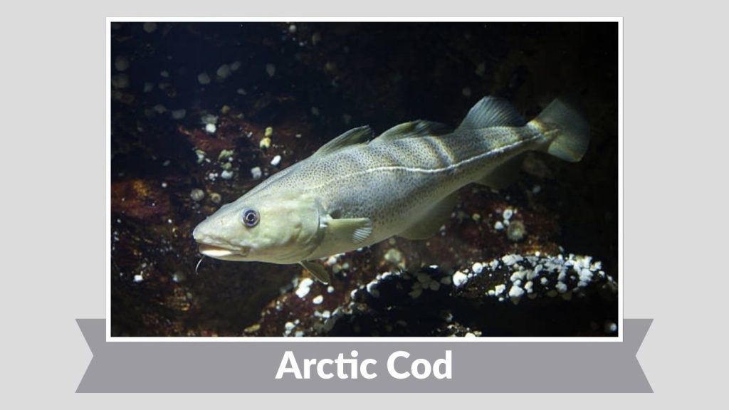 Arctic Cod