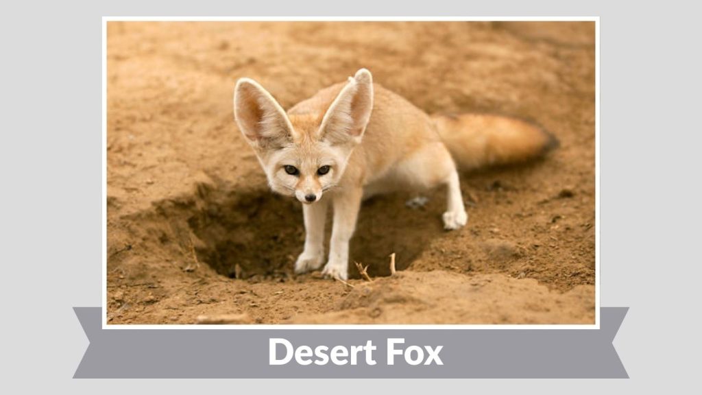 Desert Fox