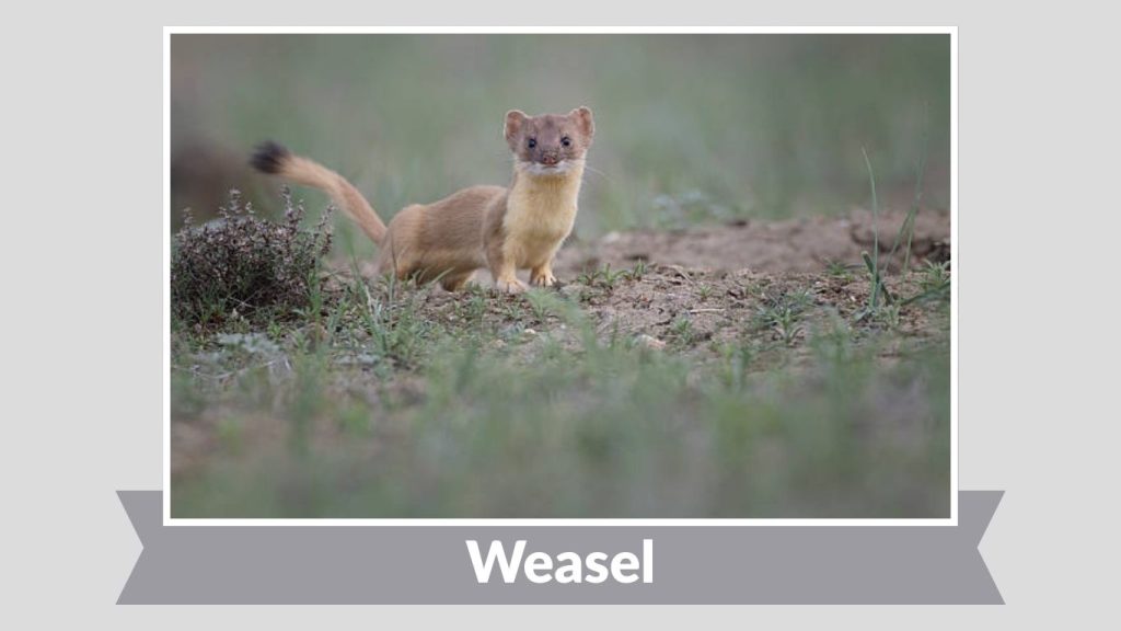 Weasel