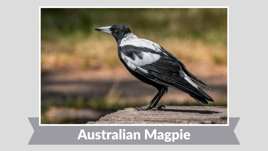 Australian Magpie
