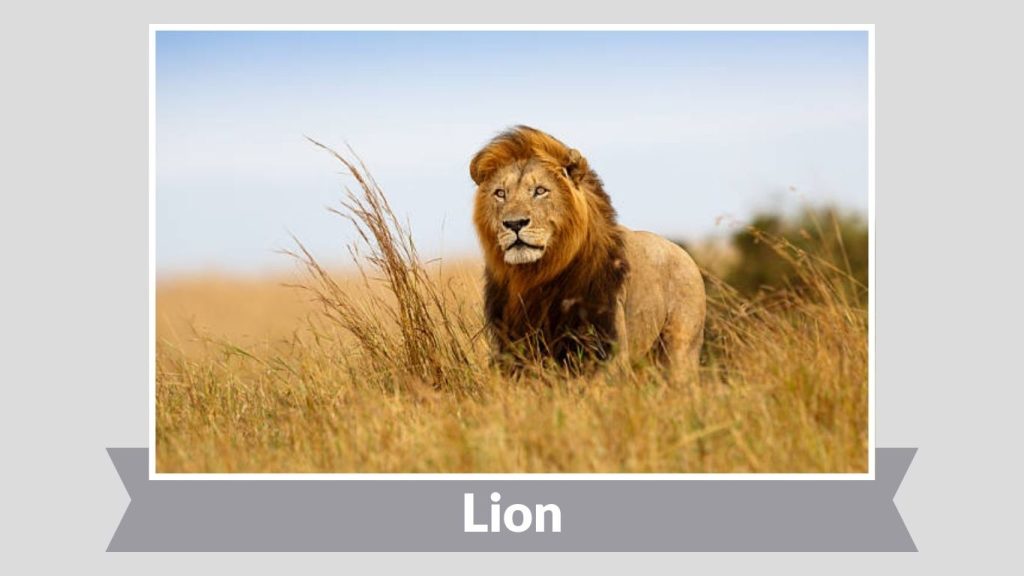 Lion (Panthera leo)