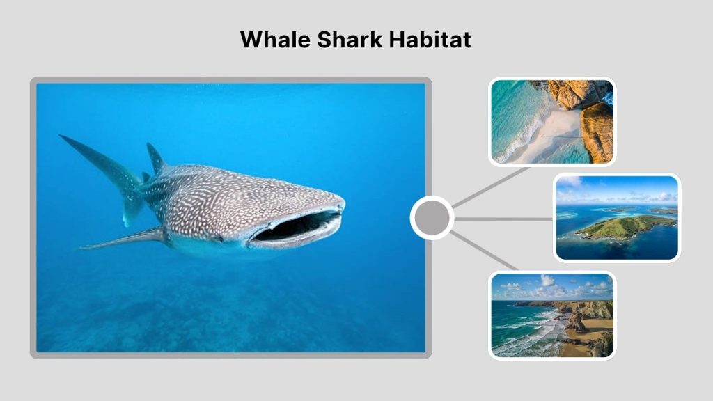 Whale Shark Habitat