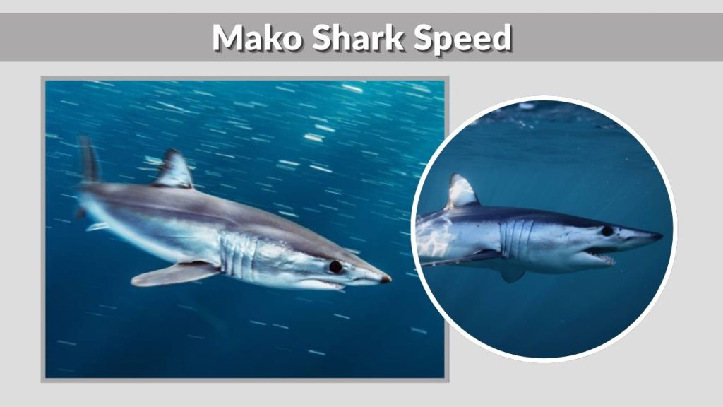 Mako Shark Speed