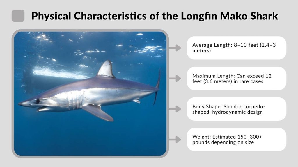 Physical Characteristics of the Longfin Mako Shark