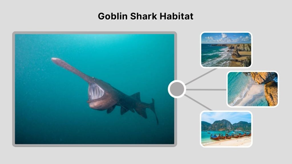 Goblin Shark Habitat