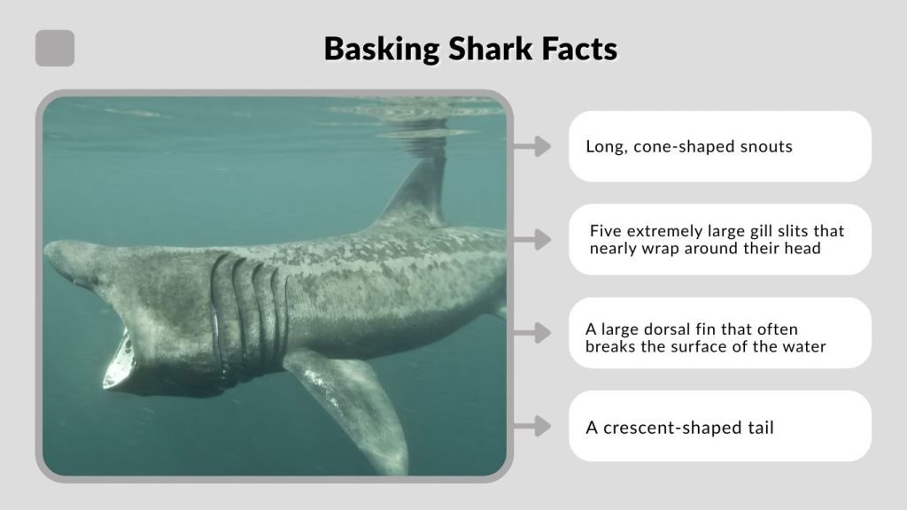 Basking Shark Facts