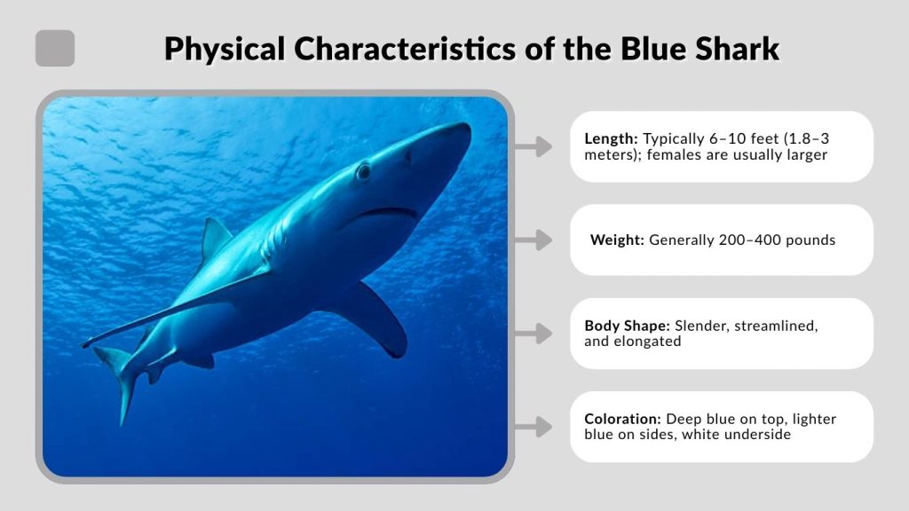 Physical Characteristics of the Blue Shark