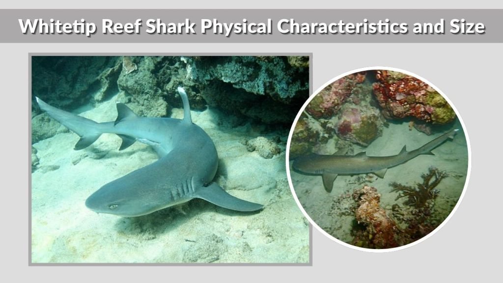 Whitetip Reef Shark Physical Characteristics and Size