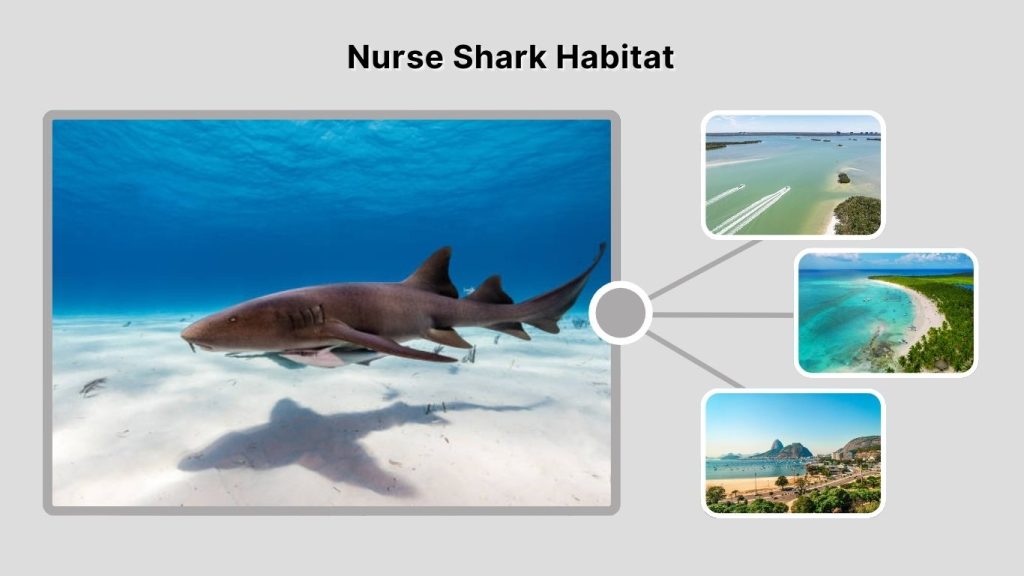 Nurse Shark Habitat